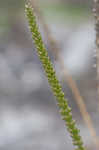 Broadleaf plantain